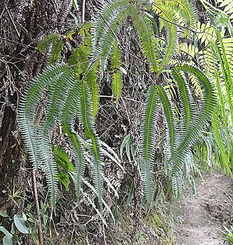 Sticherus rubiginosus: Sticherus rubiginosus (tropical forked fern), Colombia