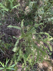 Sticherus umbraculifer (Sticherus umbraculifer)