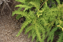 Sticherus umbraculifer (Sticherus umbraculifer)