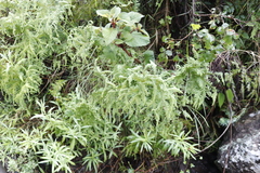 Sticherus umbraculifer (Sticherus umbraculifer)