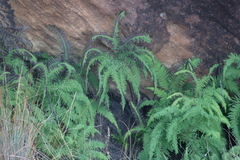 Sticherus umbraculifer (Sticherus umbraculifer)