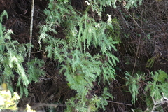 Sticherus umbraculifer (Sticherus umbraculifer)