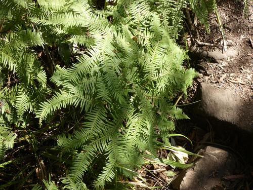 Sticherus umbraculifer (Sticherus umbraculifer)