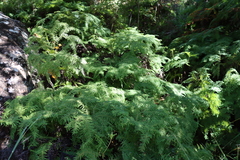 Sticherus umbraculifer (Sticherus umbraculifer)