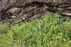 Sticherus umbraculifer (Sticherus umbraculifer)
