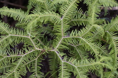 Sticherus umbraculifer (Sticherus umbraculifer)