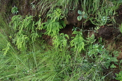 Sticherus umbraculifer (Sticherus umbraculifer)