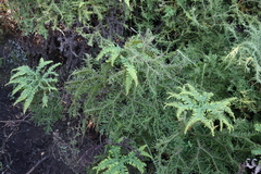 Sticherus umbraculifer (Sticherus umbraculifer)