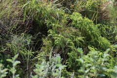 Sticherus umbraculifer (Sticherus umbraculifer)
