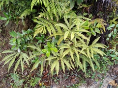 Sticherus urceolatus (Sticherus urceolatus)