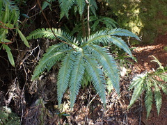 Sticherus urceolatus (Sticherus urceolatus)