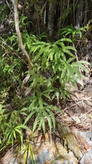 Sticherus urceolatus (Sticherus urceolatus)