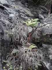Sticherus urceolatus (Sticherus urceolatus)