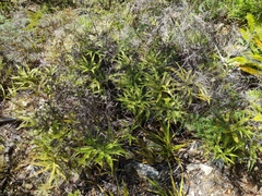 Sticherus urceolatus (Sticherus urceolatus)