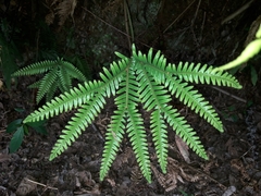 Sticherus urceolatus (Sticherus urceolatus)