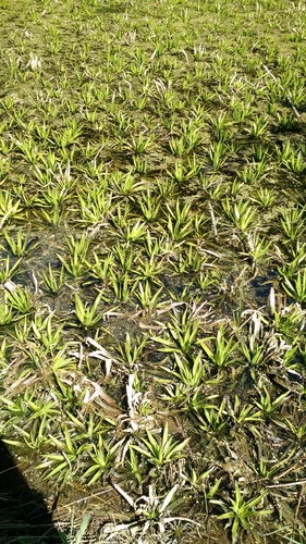 Water soldiers (Stratiotes aloides)