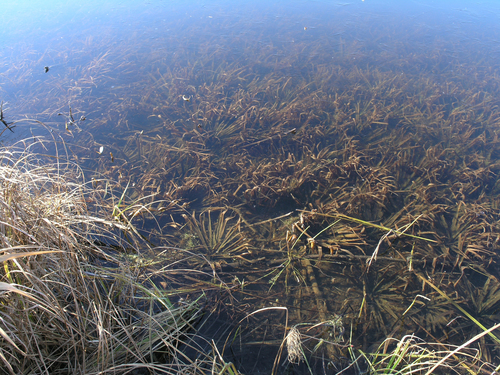 Water soldiers (Stratiotes aloides)