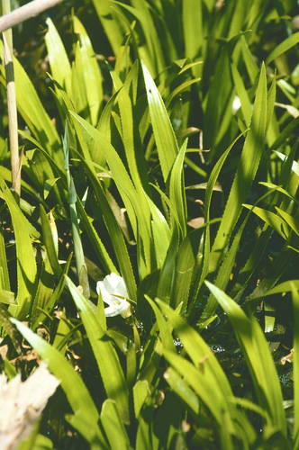 Water soldiers (Stratiotes aloides)