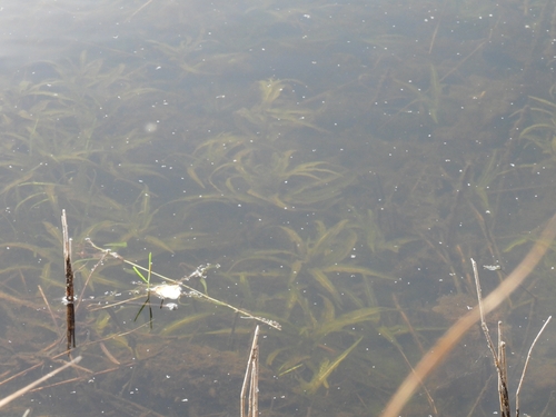 Water soldiers (Stratiotes aloides)