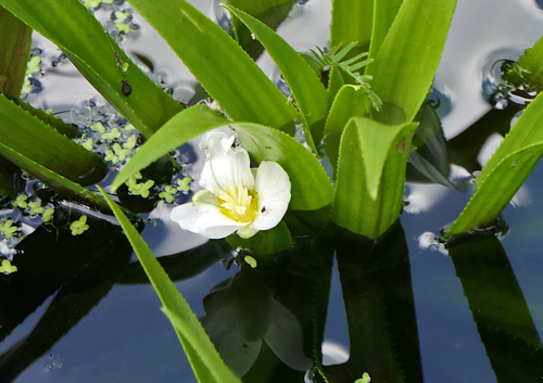 Water soldiers (Stratiotes aloides)