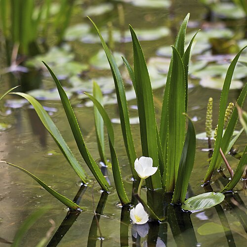 Water soldiers: Water Soldier ( Stratiotes aloides ), Chemnitz, Germany