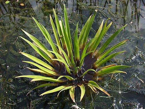 Water soldiers: Stratiotes aloides