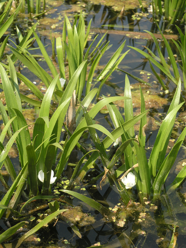 Water soldiers (Stratiotes aloides)