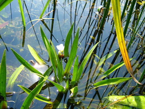 Water soldiers (Stratiotes aloides)