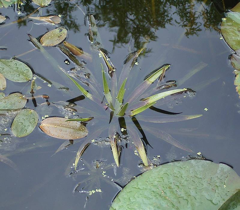Water soldiers: Stratiotes aloides