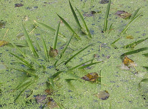 Water soldiers: (nl: krabbenscheer) Stratiotes aloides;