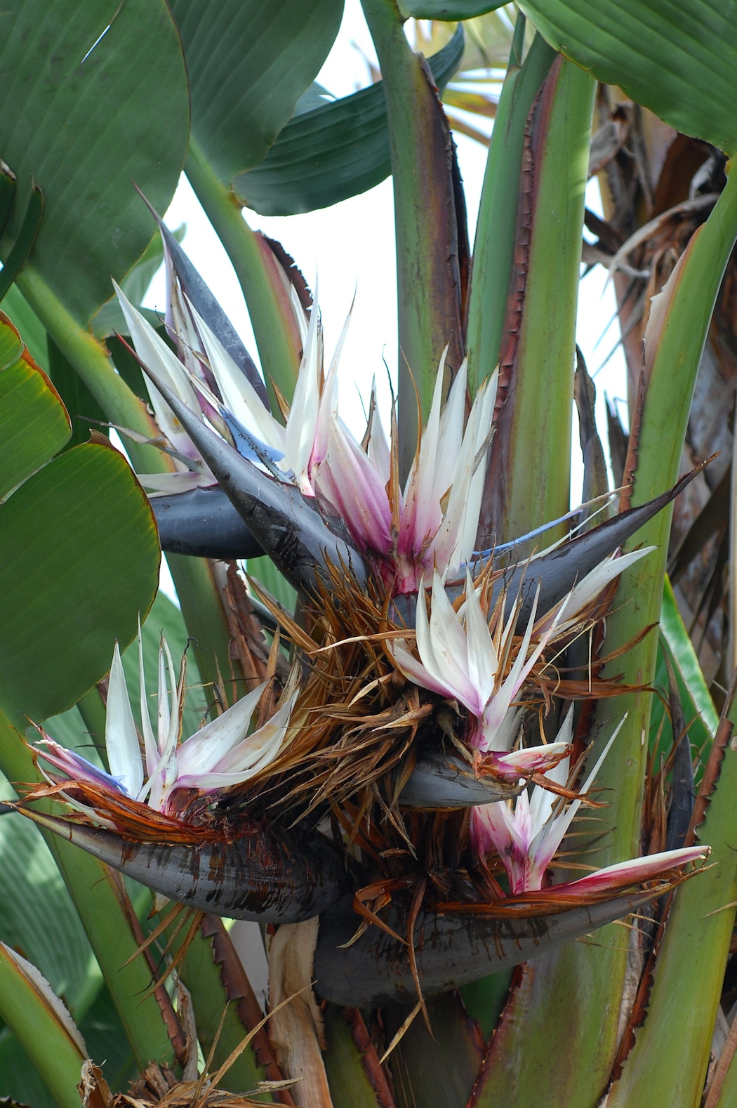 Bird-of-paradise -tree: Species from South Africa Photographed in Ventura, CA