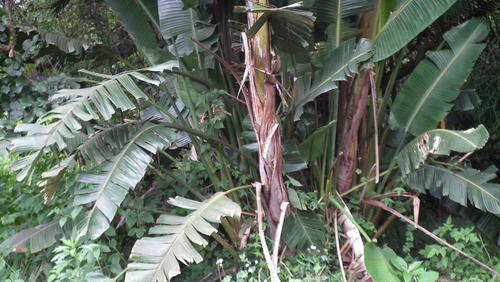 Bird-of-paradise -tree (Strelitzia nicolai)