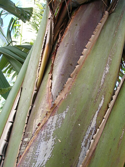 Bird-of-paradise -tree: Strelitzia nicolai (trunk). Location: Maui, Makawao