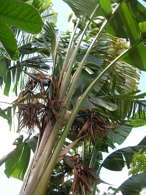 Bird-of-paradise -tree: Strelitzia nicolai (spent flowers). Location: Maui, Makawao