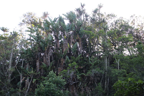 Bird-of-paradise -tree (Strelitzia nicolai)