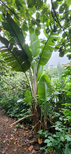 Bird-of-paradise -tree (Strelitzia nicolai)