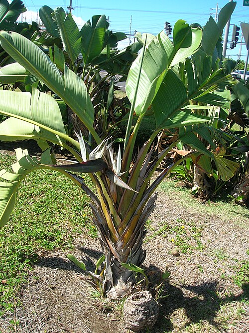 Bird-of-paradise -tree: Strelitzia nicolai (habit). Location: Maui, KMart Kahului