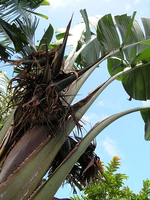 Bird-of-paradise -tree: Strelitzia nicolai (spent flowers). Location: Maui, Makawao