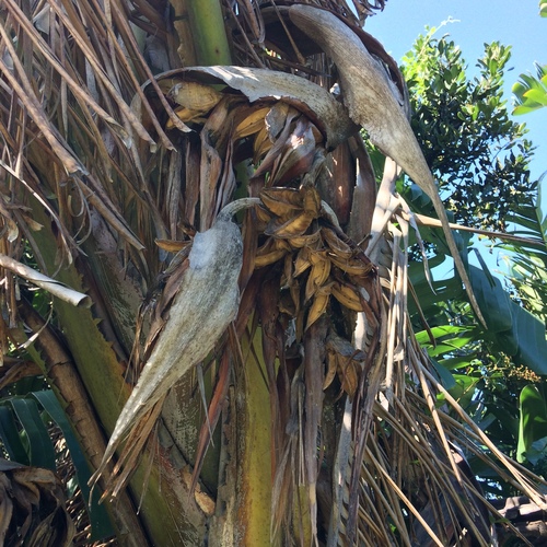 Bird-of-paradise -tree (Strelitzia nicolai)