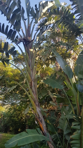 Bird-of-paradise -tree (Strelitzia nicolai)