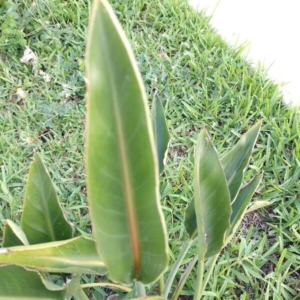Bird of paradise (Strelitzia reginae)