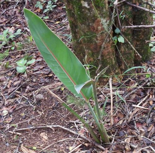 Bird of paradise (Strelitzia reginae)