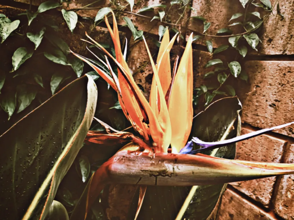 Bird of paradise: A dramatic flower that looks like a bird.