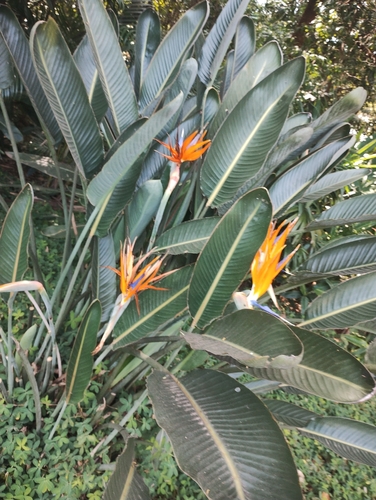 Bird of paradise (Strelitzia reginae)