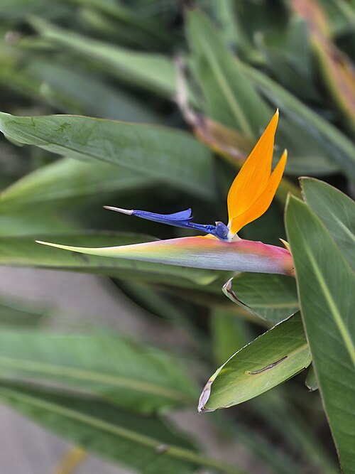 Bird of paradise: Strelitzia reginae