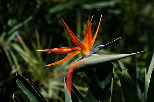 Bird of paradise: Strelitzia reginae or Bird of Paradise