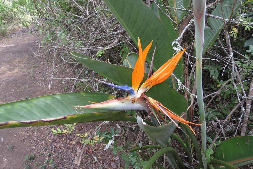 Bird of paradise (Strelitzia reginae)