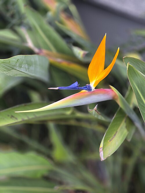 Bird of paradise: Strelitzia reginae