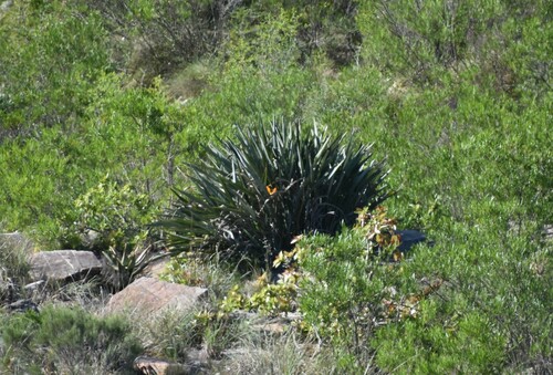 Bird of paradise (Strelitzia reginae)