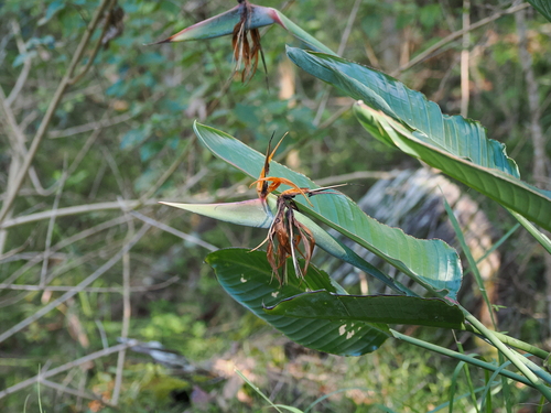 Bird of paradise (Strelitzia reginae)